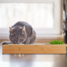 Lade das Bild in den Galerie-Viewer, Katzenfutterstation & Katzengras Schale Jam-Factory.ch